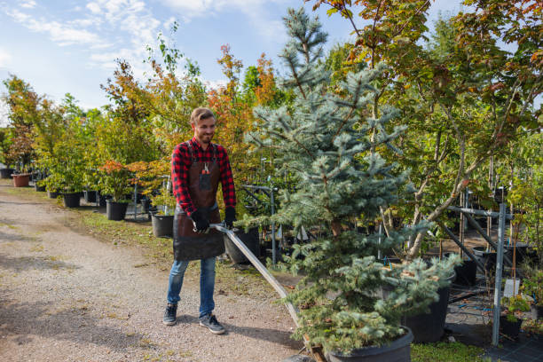 Best Palm Tree Trimming  in Bronson, MI